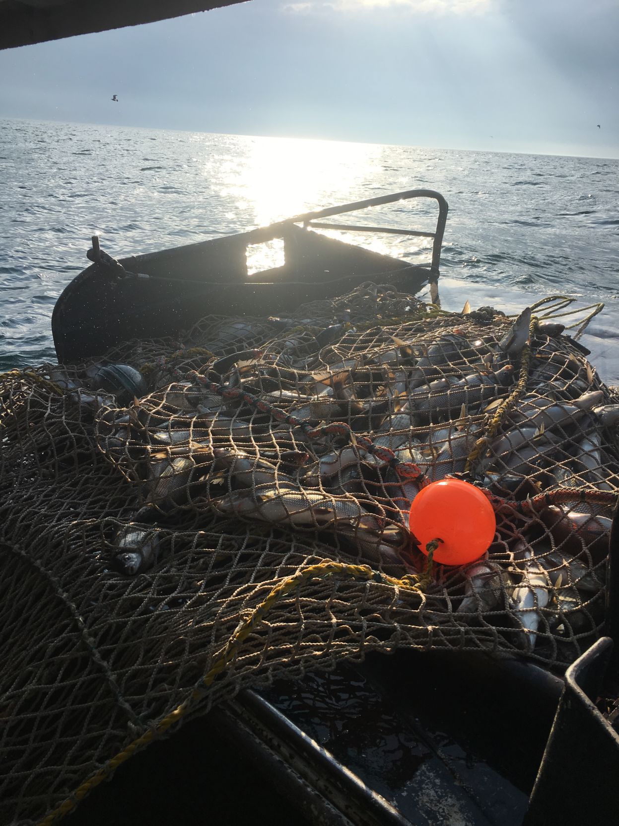 Pulling in Net.JPG